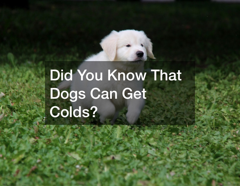 Did You Know That Dogs Can Get Colds?