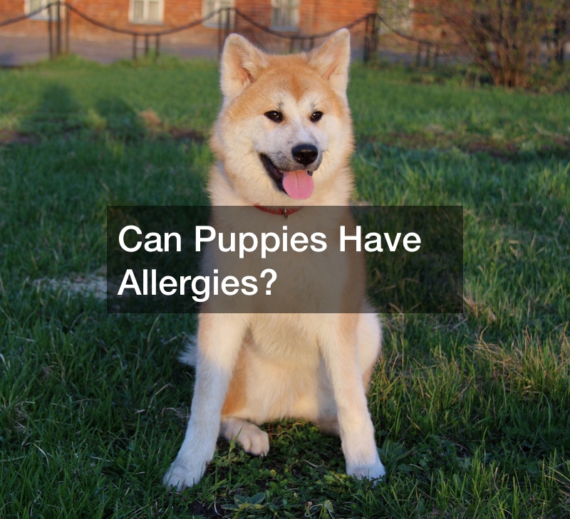 Can Puppies Have Allergies?