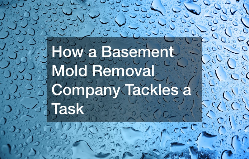 How a Basement Mold Removal Company Tackles a Task